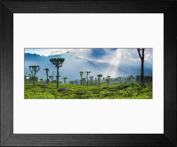 Framed Print : Sunrise over tea plantations and mountains, Haputale, Sri Lanka Hill Country, Central Highlands, Sri Lanka, Asia Framed Print : Sunrise over tea plantations and mountains, Haputale, Sri Lanka Hill Country, Central Highlands, Sri Lanka, Asia