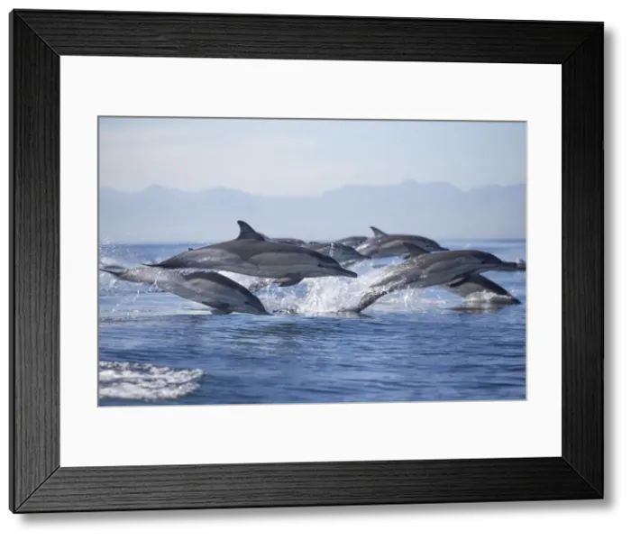 Framed Print : Common dolphin (Delphinus capensis), Seal Island, False Bay, Simonstown, Western Cape, South Africa, Africa Framed Print : Common dolphin (Delphinus capensis), Seal Island, False Bay, Simonstown, Western Cape, South Africa, Africa