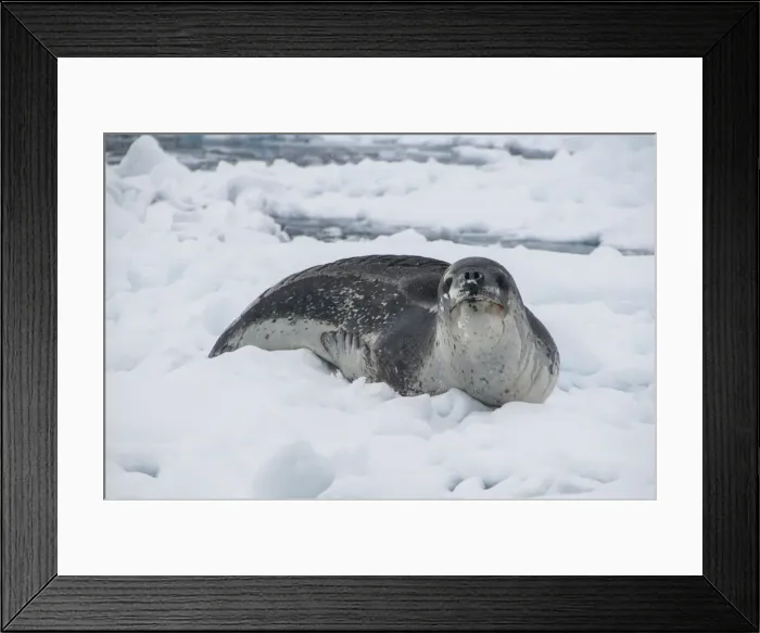 Framed Print : Leopard seal (Hydrurga leptonyx), Enterprise Island, Antarctica, Polar Regions Framed Print : Leopard seal (Hydrurga leptonyx), Enterprise Island, Antarctica, Polar Regions