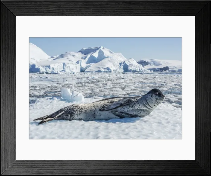 Framed Print : Adult leopard seal (Hydrurga leptonyx) on ice in Cierva Cove, Antarctic Peninsula, Antarctica, Southern Ocean, Polar Regions Framed Print : Adult leopard seal (Hydrurga leptonyx) on ice in Cierva Cove, Antarctic Peninsula, Antarctica, Southern Ocean, Polar Regions