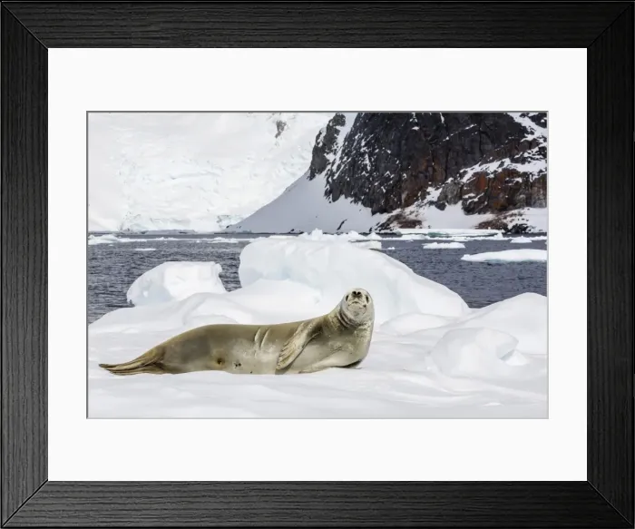 Framed Print : Female crabeater seal (Lobodon carcinophaga), Cuverville Island, near the Antarctic Peninsula, Antarctica, Southern Ocean, Polar Regions Framed Print : Female crabeater seal (Lobodon carcinophaga), Cuverville Island, near the Antarctic Peninsula, Antarctica, Southern Ocean, Polar Regions