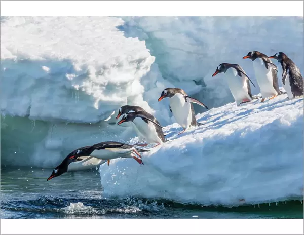 Adult gentoo penguins (Pygoscelis papua) leaping into the sea in Mickelson Harbor, Antarctica, Southern Ocean, Polar Regions