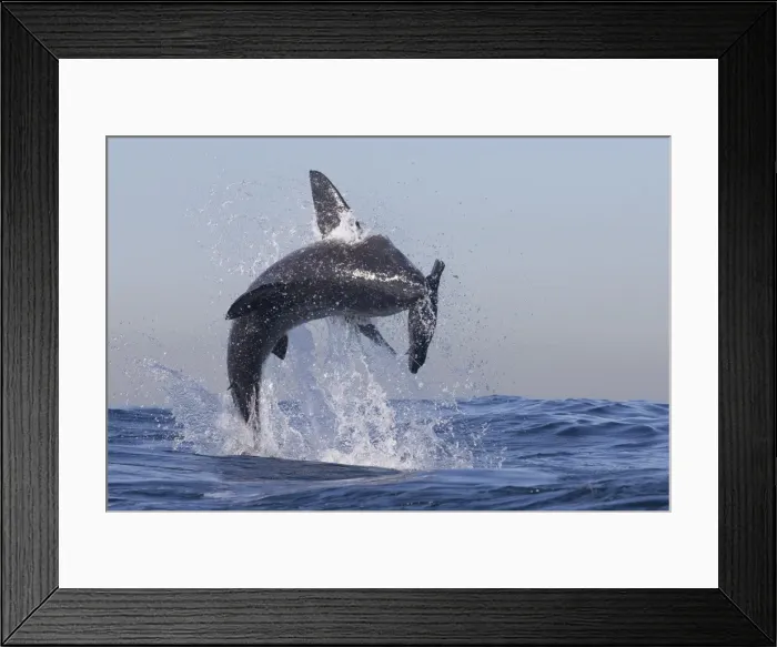 Framed Print : Great white shark (Carcharodon carcharias), Seal Island, False Bay, Simonstown, Western Cape, South Africa, Africa Framed Print : Great white shark (Carcharodon carcharias), Seal Island, False Bay, Simonstown, Western Cape, South Africa, Africa