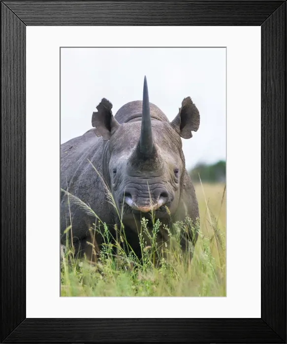 Framed Print : Black rhino (Diceros bicornis) male, Phinda private game reserve, KwaZulu Natal, South Africa, Africa Framed Print : Black rhino (Diceros bicornis) male, Phinda private game reserve, KwaZulu Natal, South Africa, Africa