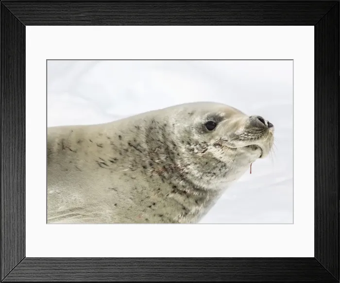 Framed Print : Female crabeater seal (Lobodon carcinophaga), Cuverville Island, near the Antarctic Peninsula, Southern Ocean, Polar Regions Framed Print : Female crabeater seal (Lobodon carcinophaga), Cuverville Island, near the Antarctic Peninsula, Southern Ocean, Polar Regions
