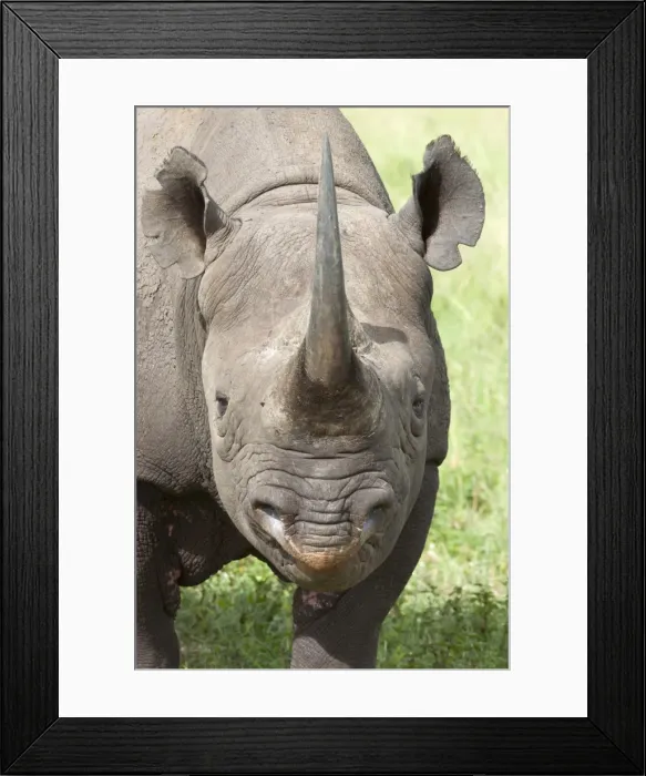 Framed Print : Black rhino (Diceros bicornis) male, Phinda private game reserve, KwaZulu Natal, South Africa, Africa Framed Print : Black rhino (Diceros bicornis) male, Phinda private game reserve, KwaZulu Natal, South Africa, Africa