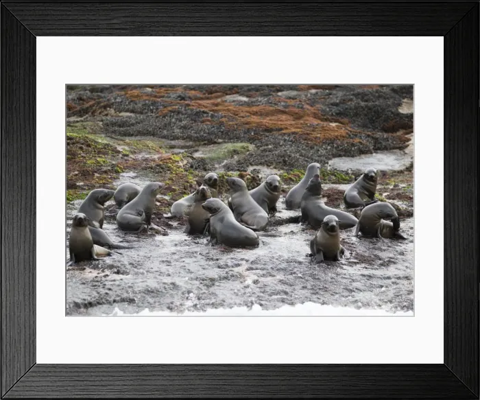 Framed Print : Cape fur seals (Arctocephalus pusillus pusillus), Seal Island, False Bay, Simonstown, Western Cape, South Africa, Africa Framed Print : Cape fur seals (Arctocephalus pusillus pusillus), Seal Island, False Bay, Simonstown, Western Cape, South Africa, Africa