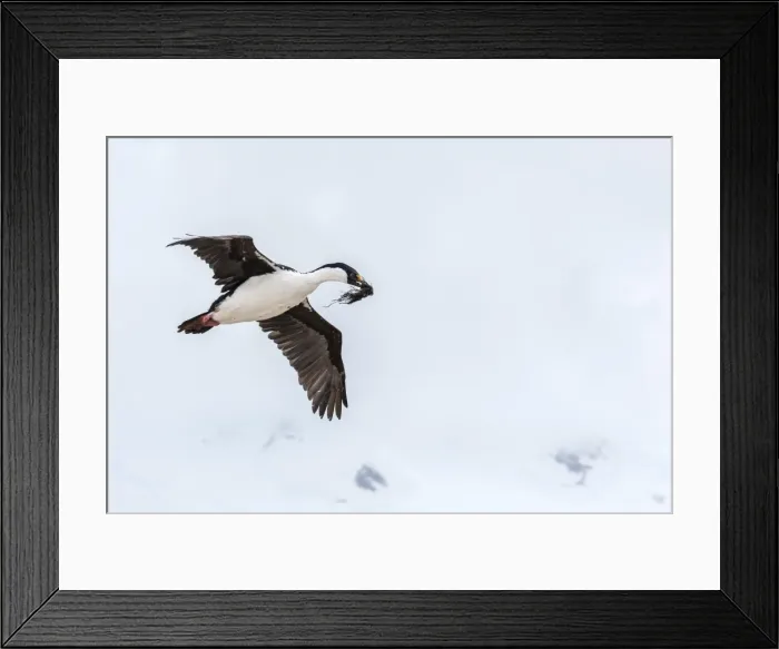 Framed Print : Adult Antarctic shag (Phalacrocorax (atriceps) bransfieldensis), in flight with nesting material, Port Lockroy, Antarctica, Southern Ocean, Polar Regions Framed Print : Adult Antarctic shag (Phalacrocorax (atriceps) bransfieldensis), in flight with nesting material, Port Lockroy, Antarctica, Southern Ocean, Polar Regions