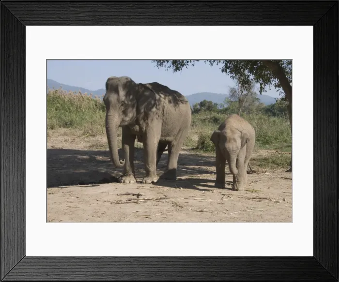 Framed Print : Elephants, Golden Triangle, Thailand Framed Print : Elephants, Golden Triangle, Thailand