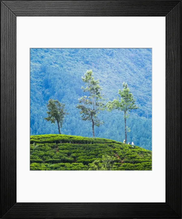 Framed Print : Tea pluckers working at a tea plantation in the the Central Highlands, Nuwara Eliya District, Sri Lanka, Asia Framed Print : Tea pluckers working at a tea plantation in the the Central Highlands, Nuwara Eliya District, Sri Lanka, Asia