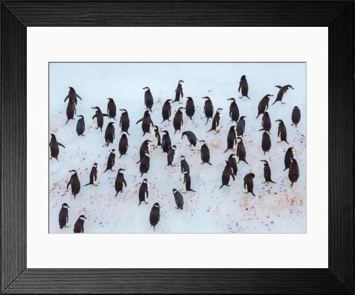 Framed Print : Adult chinstrap penguin (Pygoscelis antarctica), Half Moon Island, South Shetland Islands, Antarctica, Southern Ocean, Polar Regions Framed Print : Adult chinstrap penguin (Pygoscelis antarctica), Half Moon Island, South Shetland Islands, Antarctica, Southern Ocean, Polar Regions