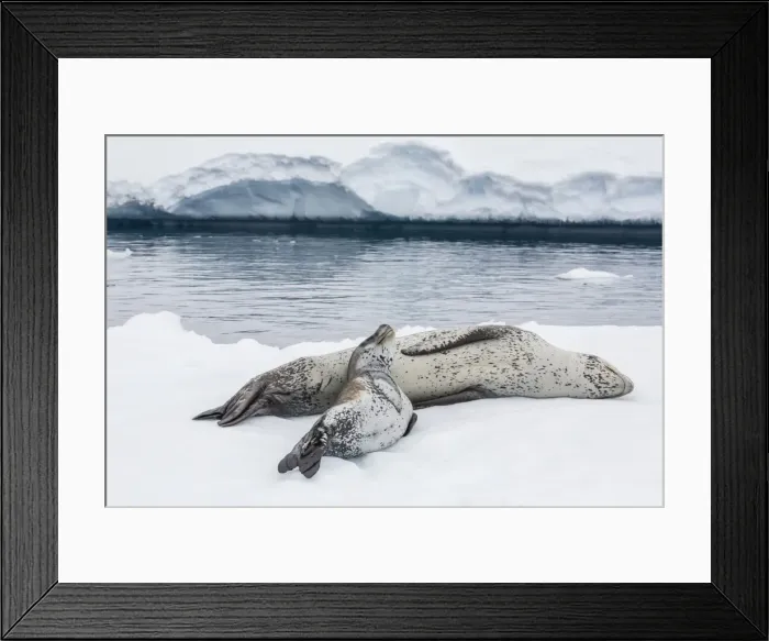 Framed Print : Leopard seal (Hydrurga leptonyx) mother and pup, Petermann Island, Antarctica, Southern Ocean, Polar Regions Framed Print : Leopard seal (Hydrurga leptonyx) mother and pup, Petermann Island, Antarctica, Southern Ocean, Polar Regions