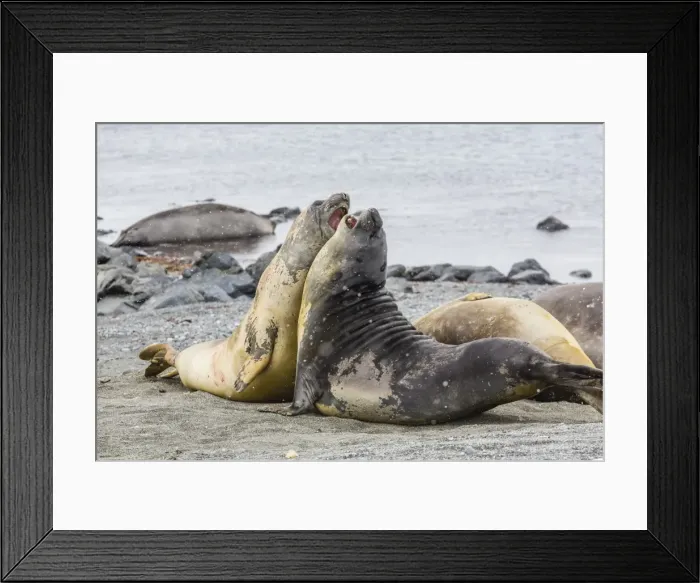 Framed Print : Southern elephant seals (Mirounga leonina) hauled out for their annual catastrophic moult, Snow Island, Antarctica, Polar Regions Framed Print : Southern elephant seals (Mirounga leonina) hauled out for their annual catastrophic moult, Snow Island, Antarctica, Polar Regions