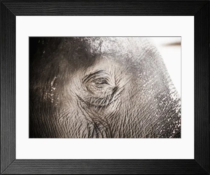 Framed Print : Close up of an elephants eye, Pinnawala Elephant Orphanage, Sri Lanka, Asia Framed Print : Close up of an elephants eye, Pinnawala Elephant Orphanage, Sri Lanka, Asia