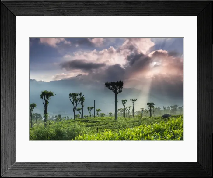 Framed Print : Sunrise over tea plantations and mountains, Haputale, Sri Lanka Hill Country, Central Highlands, Sri Lanka, Asia Framed Print : Sunrise over tea plantations and mountains, Haputale, Sri Lanka Hill Country, Central Highlands, Sri Lanka, Asia
