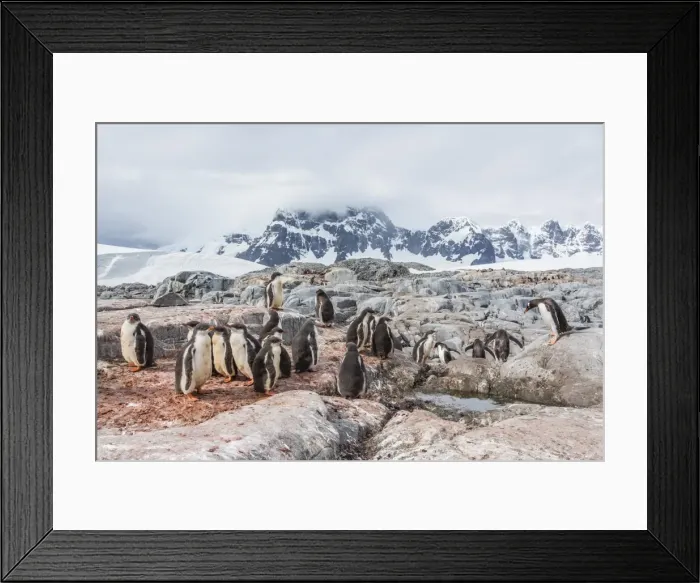 Framed Print : Gentoo penguin (Pygoscelis papua) chicks creche, Jougla Point, Wiencke Island, Antarctica, Southern Ocean, Polar Regions, Polar Regions Framed Print : Gentoo penguin (Pygoscelis papua) chicks creche, Jougla Point, Wiencke Island, Antarctica, Southern Ocean, Polar Regions, Polar Regions