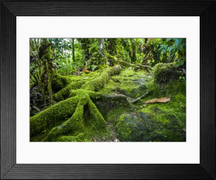 Framed Print : Moss overgrowing trees along a path, Pohnpei (Ponape), Federated States of Micronesia, Caroline Islands, Central Pacific, Pacific Framed Print : Moss overgrowing trees along a path, Pohnpei (Ponape), Federated States of Micronesia, Caroline Islands, Central Pacific, Pacific