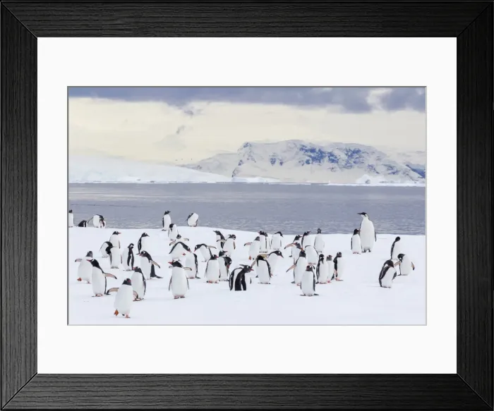 Framed Print : Recently fledged emperor penguin (Aptenodytes forsteri), with gentoo penguins (Pygoscelis papua), Enterprise Islands, Antarctica, Southern Ocean, Polar Regions Framed Print : Recently fledged emperor penguin (Aptenodytes forsteri), with gentoo penguins (Pygoscelis papua), Enterprise Islands, Antarctica, Southern Ocean, Polar Regions