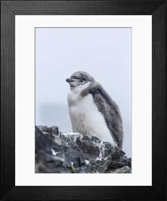 Framed Print : Chinstrap penguin (Pygoscelis antarctica) chick, Hannah Point, Livingston Island, South Shetland Islands, Antarctica, Southern Ocean, Polar Regions Framed Print : Chinstrap penguin (Pygoscelis antarctica) chick, Hannah Point, Livingston Island, South Shetland Islands, Antarctica, Southern Ocean, Polar Regions