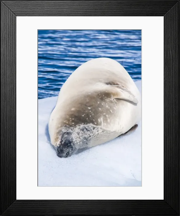 Framed Print : Leopard seal (Hydrurga leptonyx) lying on an ice shelf, Cierva Cove, Antarctica, Polar Regions