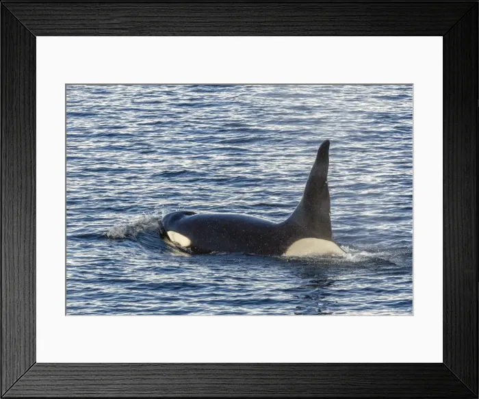 Framed Print : Type A killer whale (Orcinus orca) bull, traveling and socializing in Gerlache Strait near the Antarctic Peninsula, Southern Ocean, Polar Regions Framed Print : Type A killer whale (Orcinus orca) bull, traveling and socializing in Gerlache Strait near the Antarctic Peninsula, Southern Ocean, Polar Regions
