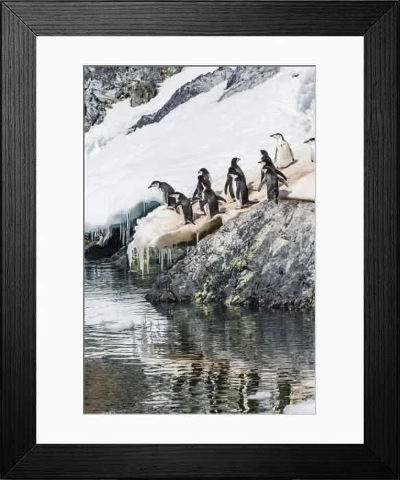 Framed Print : Adult chinstrap penguins (Pygoscelis antarctica), Cuverville Island, Antarctica, Southern Ocean, Polar Regions Framed Print : Adult chinstrap penguins (Pygoscelis antarctica), Cuverville Island, Antarctica, Southern Ocean, Polar Regions