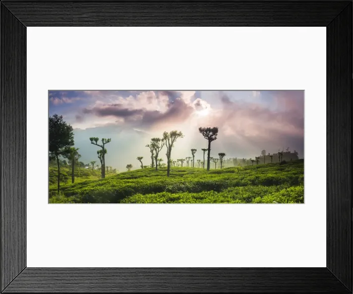 Framed Print : Sunrise over tea plantations and mountains, Haputale, Sri Lanka Hill Country, Central Highlands, Sri Lanka, Asia Framed Print : Sunrise over tea plantations and mountains, Haputale, Sri Lanka Hill Country, Central Highlands, Sri Lanka, Asia