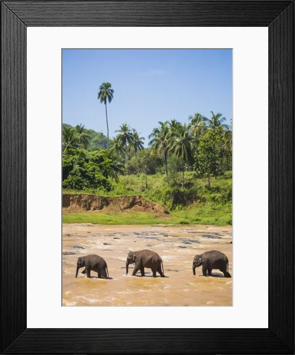 Framed Print : Three elephants in the Maha Oya River at Pinnawala Elephant Orphanage near Kegalle in the Hill Country of Sri Lanka, Asia Framed Print : Three elephants in the Maha Oya River at Pinnawala Elephant Orphanage near Kegalle in the Hill Country of Sri Lanka, Asia
