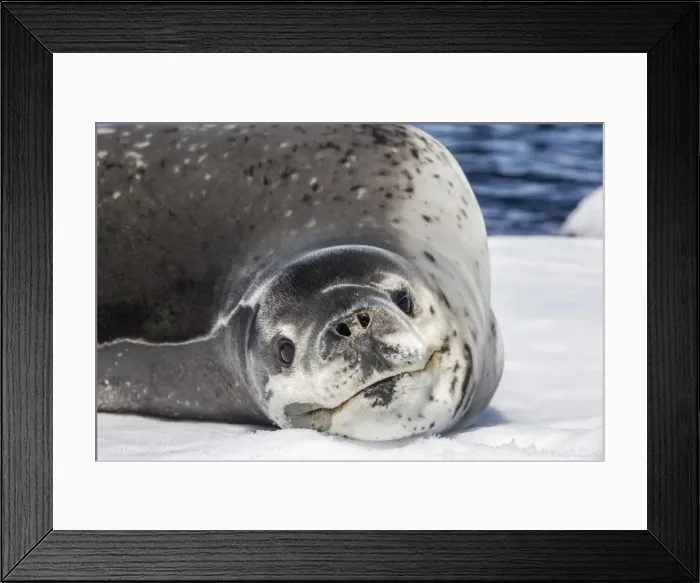 Framed Print : Adult leopard seal (Hydrurga leptonyx), Booth Island, Antarctica, Southern Ocean, Polar Regions Framed Print : Adult leopard seal (Hydrurga leptonyx), Booth Island, Antarctica, Southern Ocean, Polar Regions