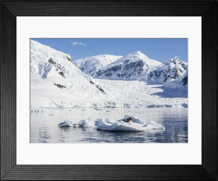 Framed Print : Adult leopard seal (Hydrurga leptonyx), Paradise Bay, Antarctica, Southern Ocean, Polar Regions Framed Print : Adult leopard seal (Hydrurga leptonyx), Paradise Bay, Antarctica, Southern Ocean, Polar Regions