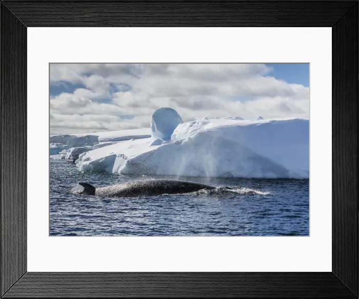 Framed Print : Antarctic Minke whale (Balaenoptera bonaerensis), Booth Island, Antarctica, Southern Ocean, Polar Regions Framed Print : Antarctic Minke whale (Balaenoptera bonaerensis), Booth Island, Antarctica, Southern Ocean, Polar Regions