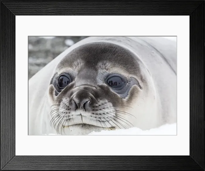 Framed Print : Southern elephant seal (Mirounga leonina) weaner pup, Snow Island, Antarctica, Polar Regions Framed Print : Southern elephant seal (Mirounga leonina) weaner pup, Snow Island, Antarctica, Polar Regions