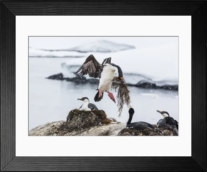 Framed Print : Adult Antarctic shags (Phalacrocorax (atriceps) bransfieldensis), breeding colony on Jougla Point, Weincke Island, Antarctica, Polar Regions Framed Print : Adult Antarctic shags (Phalacrocorax (atriceps) bransfieldensis), breeding colony on Jougla Point, Weincke Island, Antarctica, Polar Regions