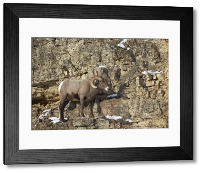 Framed Print : Bighorn sheep (Ovis canadensis) in the winter, Yellowstone National Park, Wyoming, United States of America, North America Framed Print : Bighorn sheep (Ovis canadensis) in the winter, Yellowstone National Park, Wyoming, United States of America, North America