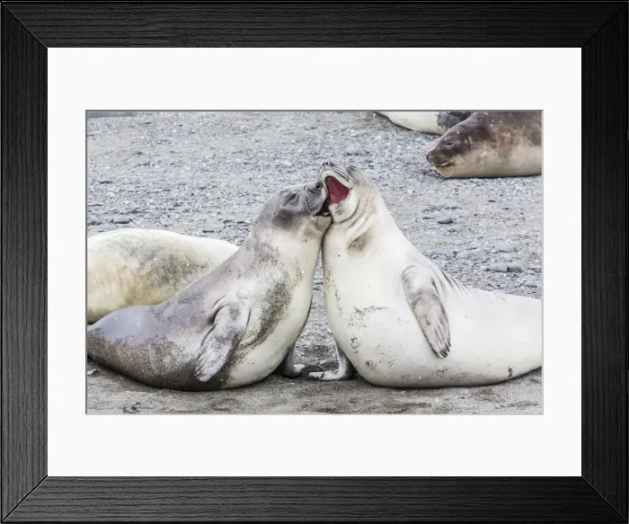 Framed Print : Southern elephant seal (Mirounga leonina) weaner pups, Snow Island, Antarctica, Polar Regions Framed Print : Southern elephant seal (Mirounga leonina) weaner pups, Snow Island, Antarctica, Polar Regions