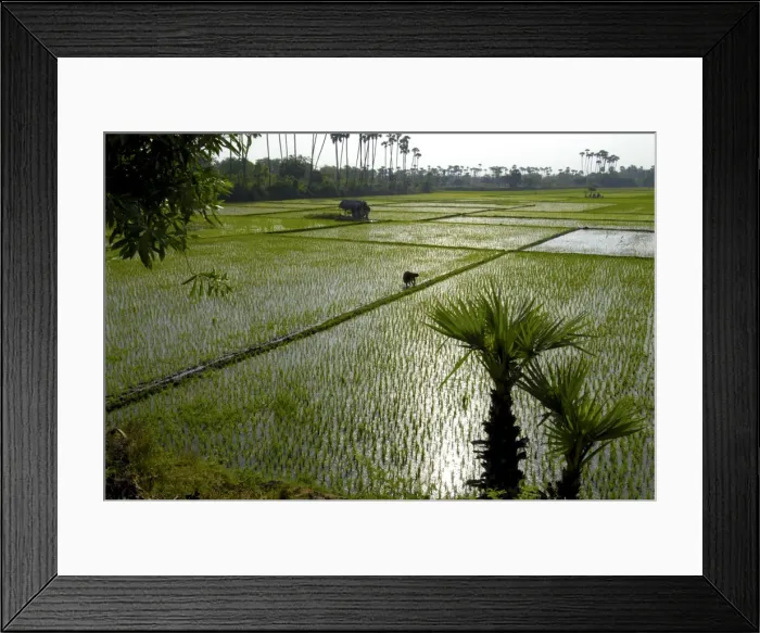 Framed Print : Paddy fields, Tamil Nadu, India, Asia Framed Print : Paddy fields, Tamil Nadu, India, Asia