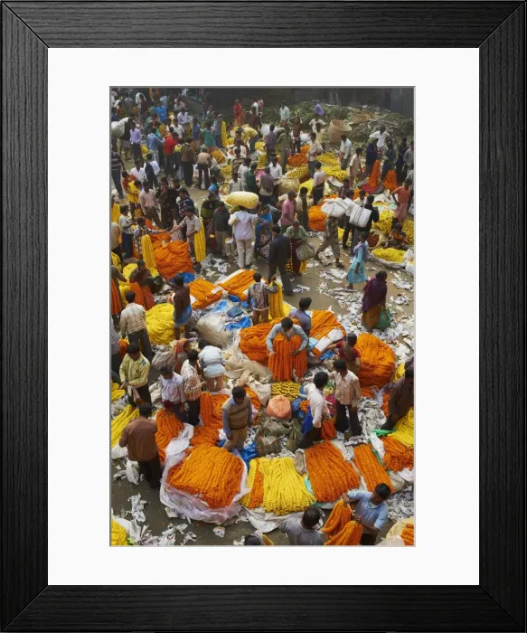 Framed Print : Mullik Ghat flower market, Kolkata (Calcutta), West Bengal, India, Asia Framed Print : Mullik Ghat flower market, Kolkata (Calcutta), West Bengal, India, Asia