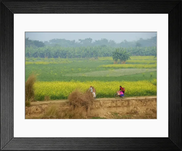 Framed Print : Fields near village on the bank of the Hooghly river, West Bengal, India, Asia Framed Print : Fields near village on the bank of the Hooghly river, West Bengal, India, Asia