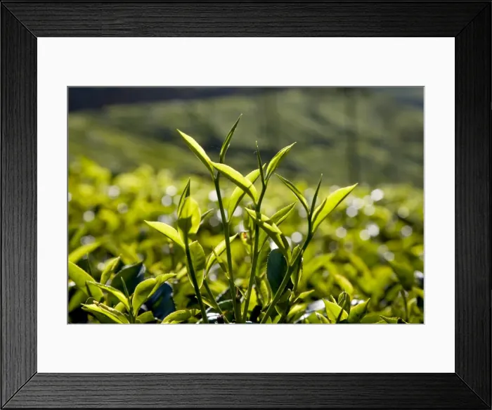 Framed Print : Tea leaves, Munnar, Kerala, India, Asia Framed Print : Tea leaves, Munnar, Kerala, India, Asia
