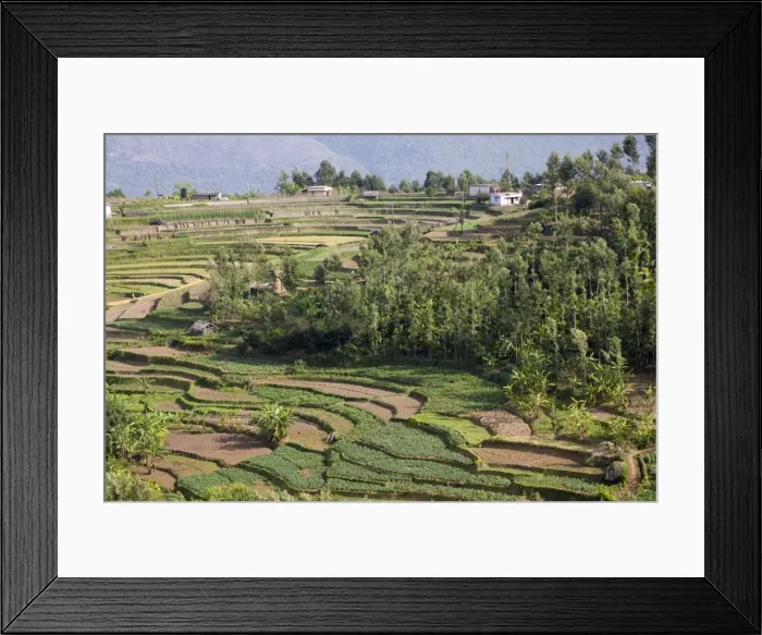 Framed Print : Terrace farming, Marayoor, Idukki district, Kerala, India, Asia Framed Print : Terrace farming, Marayoor, Idukki district, Kerala, India, Asia