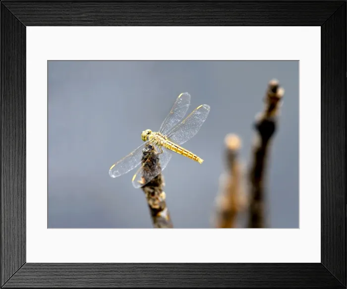 Framed Print : Dragonfly on stump, Kumarakom, Kerala, India, Asia Framed Print : Dragonfly on stump, Kumarakom, Kerala, India, Asia