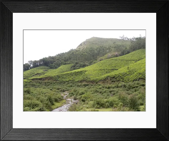 Framed Print : Landscape, Munnar, Kerala, India, Asia Framed Print : Landscape, Munnar, Kerala, India, Asia