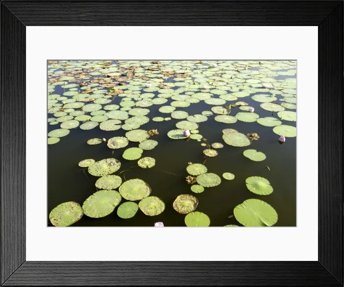 Framed Print : Pond filled with lotus, Tamil Nadu, India, Asia Framed Print : Pond filled with lotus, Tamil Nadu, India, Asia