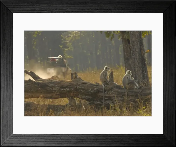Framed Print : Hanuman Langurs in Kanha, Madhya Pradesh, India, Asia Framed Print : Hanuman Langurs in Kanha, Madhya Pradesh, India, Asia