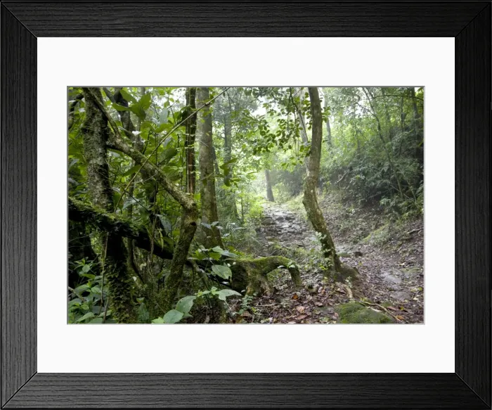 Framed Print : Shola forest interior, Eravikulam National Park, Kerala, India, Asia Framed Print : Shola forest interior, Eravikulam National Park, Kerala, India, Asia