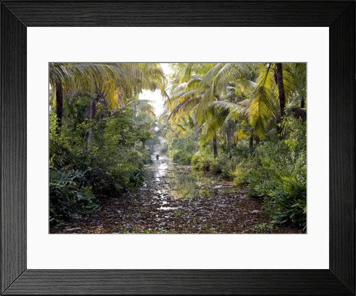Framed Print : Backwaters, Vaikom, Kerala, India, Asia Framed Print : Backwaters, Vaikom, Kerala, India, Asia