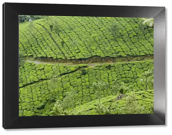 Tea gardens, Devikulam, Munnar, Kerala, India, Asia