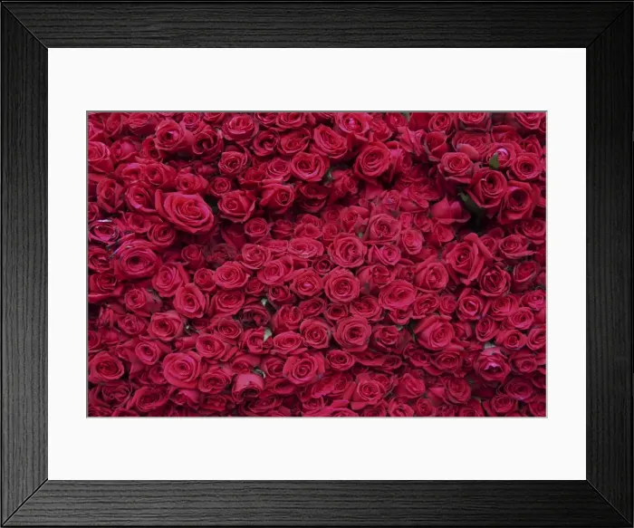 Framed Print : Roses for sale, Delhi, India, Asia