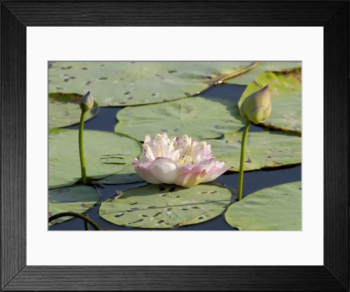 Framed Print : Pond filled with lotus, Tamil Nadu, India, Asia