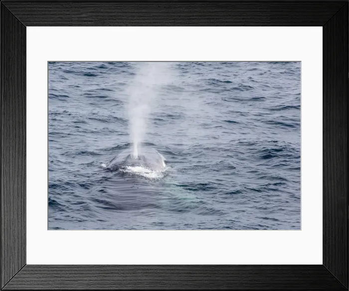 Framed Print : Adult fin whale (Balaenoptera physalus) surfacing near Gosbergkilen, Spitsbergen, Svalbard, Norway, Scandinavia, Europe Framed Print : Adult fin whale (Balaenoptera physalus) surfacing near Gosbergkilen, Spitsbergen, Svalbard, Norway, Scandinavia, Europe